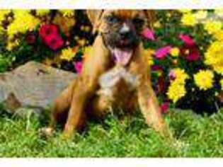Boxer Puppy for sale in South Bend, IN, USA