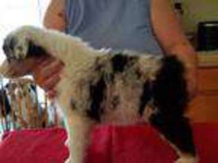 Australian Shepherd Puppy for sale in Tillamook, OR, USA