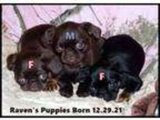Brussels Griffon Puppy for sale in Robbinsville, NC, USA
