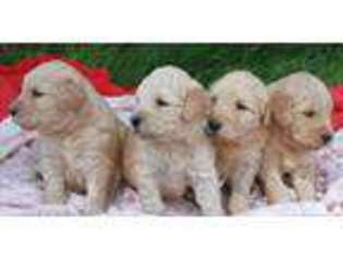 Labradoodle Puppy for sale in DEER PARK, WA, USA