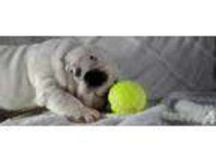 Bulldog Puppy for sale in LUBBOCK, TX, USA