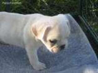 French Bulldog Puppy for sale in Ellsinore, MO, USA