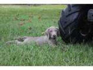 Weimaraner Puppy for sale in Taylors, SC, USA