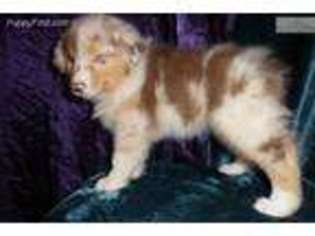 Australian Shepherd Puppy for sale in New Concord, KY, USA