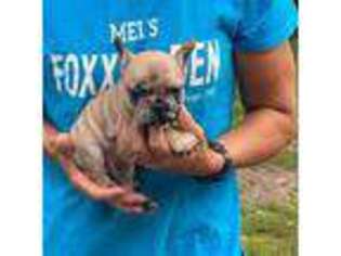 French Bulldog Puppy for sale in Holcombe, WI, USA