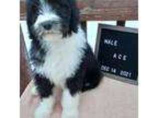 Mutt Puppy for sale in Viking, MN, USA