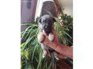 German Shepherd Dog Puppy for sale in Rocky Mount, VA, USA