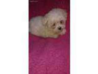 Maltese Puppy for sale in Lake Village, IN, USA