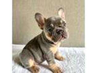 French Bulldog Puppy for sale in Scottsboro, AL, USA