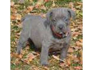 Cane Corso Puppy for sale in Longmont, CO, USA
