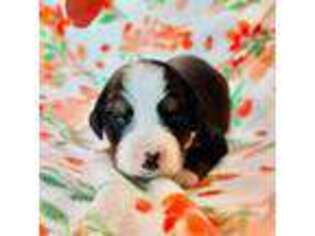 Bernese Mountain Dog Puppy for sale in Canton, TX, USA
