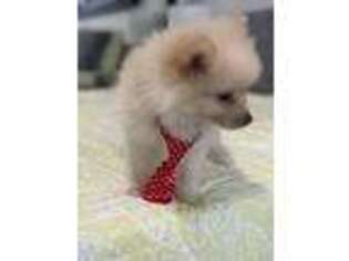Pomeranian Puppy for sale in Cerritos, CA, USA