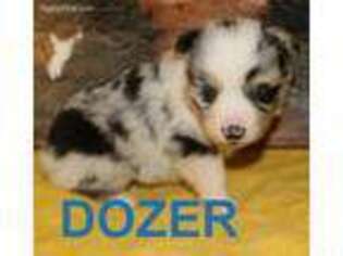 Miniature Australian Shepherd Puppy for sale in Jasper, AR, USA