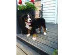 Bernese Mountain Dog Puppy for sale in Baltic, OH, USA