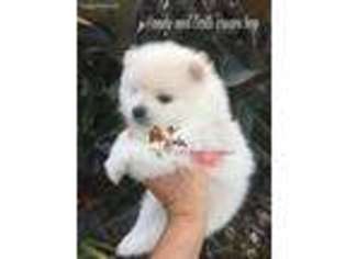 Pomeranian Puppy for sale in Sanford, FL, USA