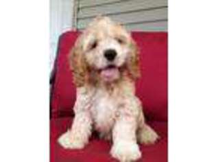 Cocker Spaniel Puppy for sale in Nilwood, IL, USA
