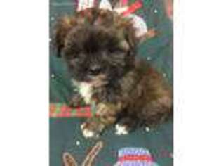 Shorkie Tzu Puppy for sale in Jewell, IA, USA