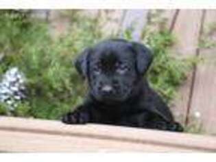 Labrador Retriever Puppy for sale in Ina, IL, USA