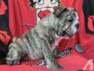 Bulldog Puppy for sale in CONCORD, MI, USA