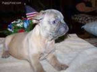 French Bulldog Puppy for sale in Batesville, AR, USA