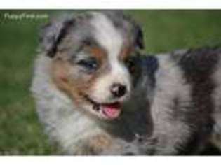 Miniature Australian Shepherd Puppy for sale in Tuttle, OK, USA