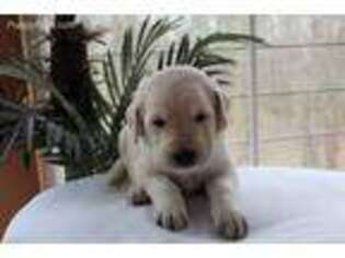 Labradoodle Puppy for sale in Cross Hill, SC, USA
