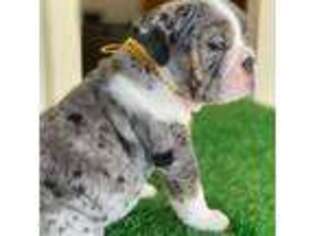 Bulldog Puppy for sale in Riverside, CA, USA