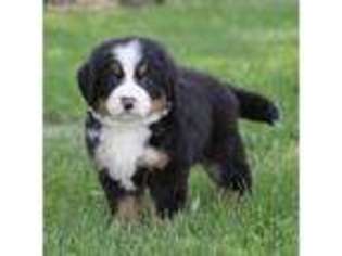 Bernese Mountain Dog Puppy for sale in Wellman, IA, USA