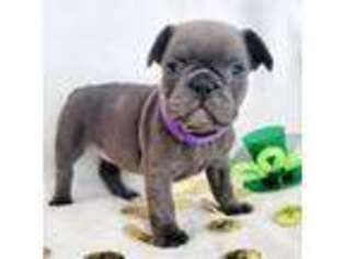French Bulldog Puppy for sale in Sterling Heights, MI, USA