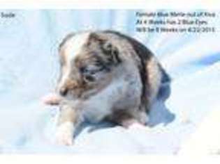 Miniature Australian Shepherd Puppy for sale in MAXWELL, NM, USA