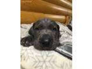 Great Dane Puppy for sale in Collins, MO, USA