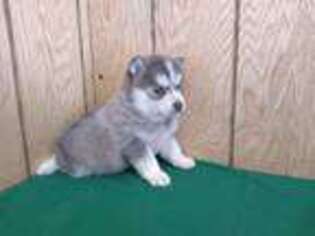 Buggs Puppy for sale in Hamlet, IN, USA