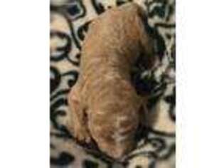 Mutt Puppy for sale in Saint Johns, AZ, USA