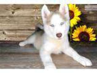 Siberian Husky Puppy for sale in Saint George, UT, USA
