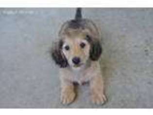 Dachshund Puppy for sale in Palm Bay, FL, USA