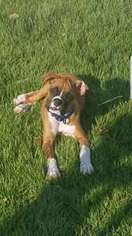 Boxer Puppy for sale in Glenolden, PA, USA