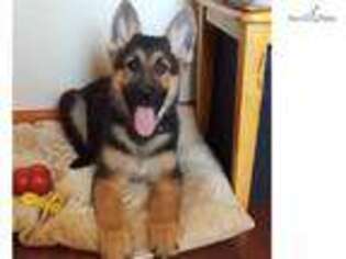 German Shepherd Dog Puppy for sale in Saint Augustine, FL, USA