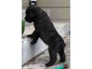 Cane Corso Puppy for sale in Yakima, WA, USA