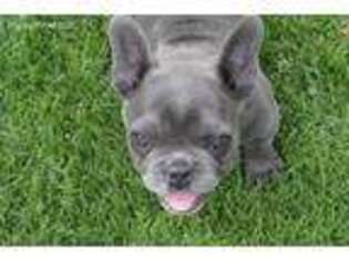 French Bulldog Puppy for sale in Platteville, WI, USA