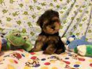 Yorkshire Terrier Puppy for sale in Pompano Beach, FL, USA