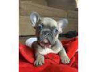 French Bulldog Puppy for sale in Chino Valley, AZ, USA