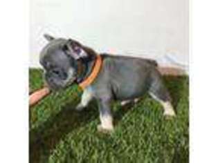 French Bulldog Puppy for sale in Stanwood, WA, USA