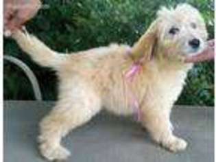 Goldendoodle Puppy for sale in Addison, NY, USA
