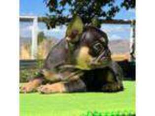 French Bulldog Puppy for sale in Tehachapi, CA, USA