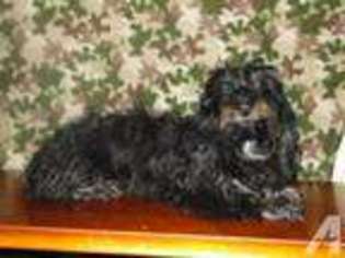 Mutt Puppy for sale in MIDDLETOWN, NY, USA