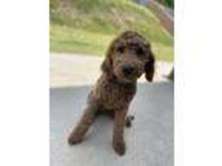 Labradoodle Puppy for sale in Blythewood, SC, USA