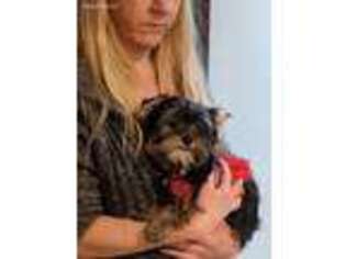 Yorkshire Terrier Puppy for sale in Appleton, NY, USA