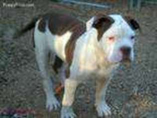 Alapaha Blue Blood Bulldog Puppy for sale in Twentynine Palms, CA, USA