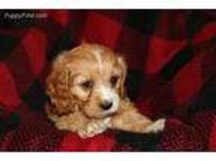 Cavapoo Puppy for sale in New Albany, PA, USA