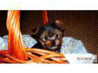 Yorkshire Terrier Puppy for sale in EVANSVILLE, IN, USA